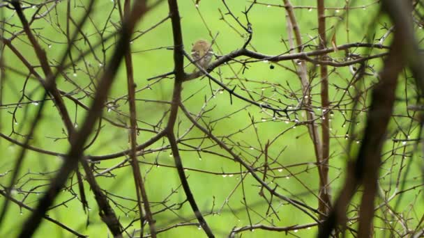 Pássaro Bonito Sentado Dentro Moita Ramos Cobertos Chuva Fresca — Vídeo de Stock