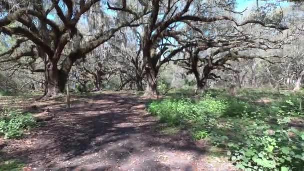 Πετώντας Μέσω Των Ισπανικών Δένδρων Moss Στην Κεντρική Φλόριντα — Αρχείο Βίντεο