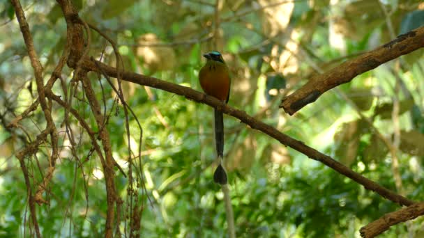 Pájaro Tropical Con Hermosos Vivos Colores Alza Una Rama Medio — Vídeo de stock