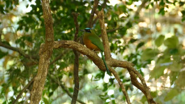 Belo Pássaro Galho Árvore Olha Redor Meio Vegetação Densa — Vídeo de Stock