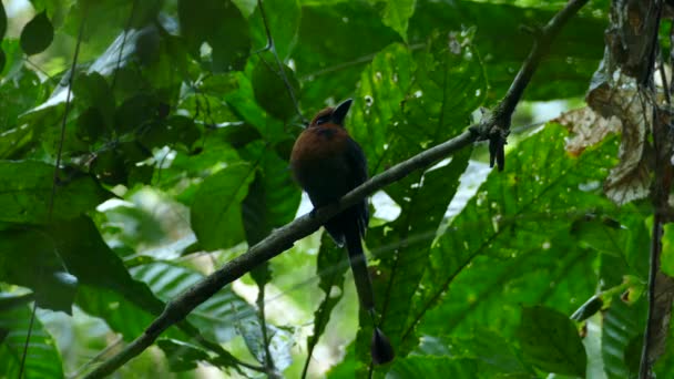 巴拿马 马莫塔 马莫塔 坐在一根细长的绿叶下的小枝头上 从它的正面俯瞰着它的右边和周围 — 图库视频影像