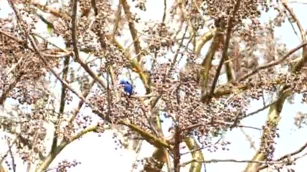 Paarse Vogel Boomtak Met Bessen Geschud Door Sterke Wind Laaghoekige — Stockvideo