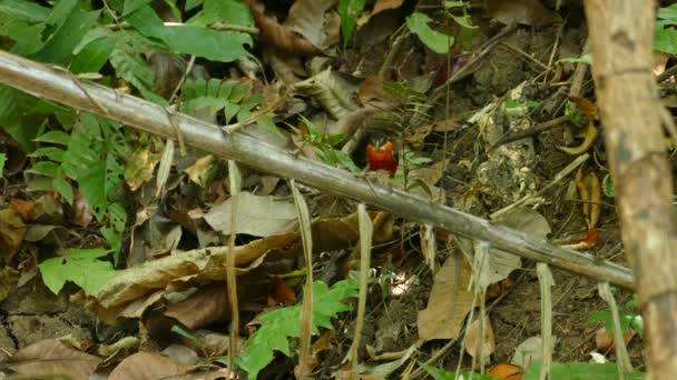 Vogelspotten Ongerepte Natuur Statisch Schot — Stockvideo