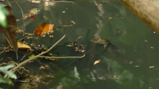 パナマのカイマン クロコダイルスが水中で頭を突き出しているのを見ながら水中に潜在的な食事や森の破片が浮かんでいるのを見るために前進します — ストック動画