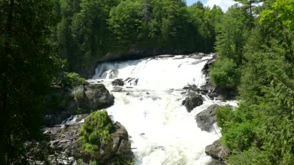 Hermosa Cascada Bosque Pinos Soleado Día Verano — Vídeo de stock