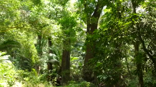 Shot Lush Jungle Illuminated Sunlight Panama Panning — Stock Video
