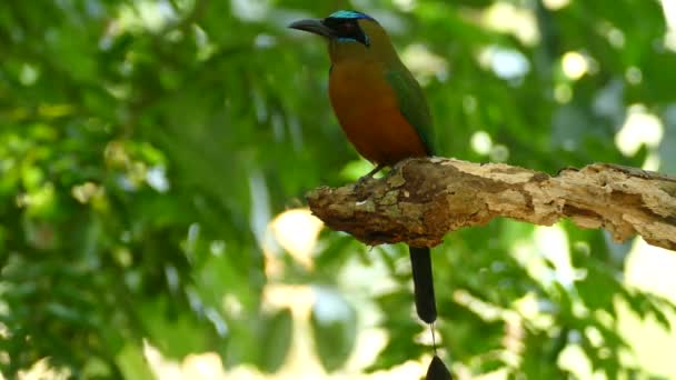 Синяя Коронка Motmot Momotus Momota Панама Жесткий Захват Человека Сидящего — стоковое видео