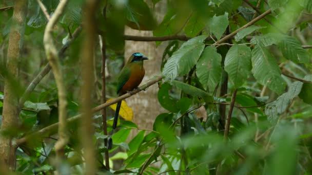 Azul Bonito Coroado Motmot Com Cores Vibrantes Sentado Ramo Selva — Vídeo de Stock