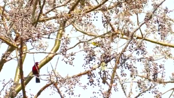 Deux Beaux Oiseaux Tropicaux Aux Couleurs Vives Reposant Dans Arbre — Video