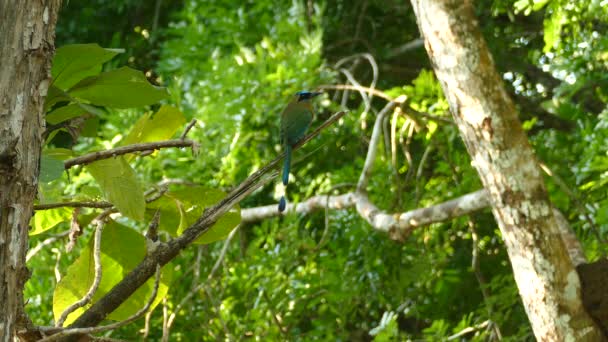 Motmot Azul Tampado Gamboa Rainforest Reserve Panamá Tiro Médio — Vídeo de Stock