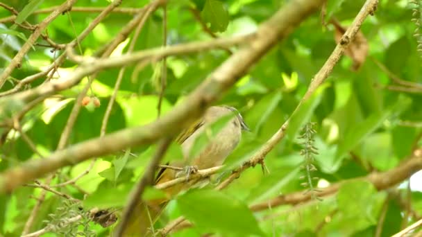 Птах Стрибає Гілках Дерев Низький Кут — стокове відео
