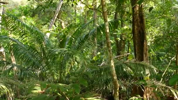Ağaçların Arasından Güneş Işınları Geçen Sık Yeşil Orman Manzarası — Stok video