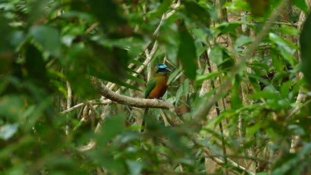 Pássaro Colorido Bonito Galho Árvore Tiro Estático — Vídeo de Stock