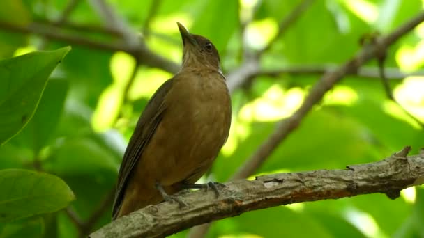 巴拿马甘博亚雨林保护区粘土色知更鸟的特写 — 图库视频影像