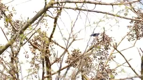 Honingkruiper Eet Fruit Aan Een Boom Gamboa Rainforest Reserve Panama — Stockvideo