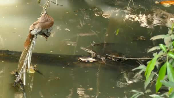 Аллигаторы Речной Воде Гамбоа Панама — стоковое видео