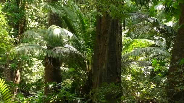 Ένα Παρθένο Τροπικό Δάσος Στον Παναμά Ένα Τηγάνι Από Δεξιά — Αρχείο Βίντεο