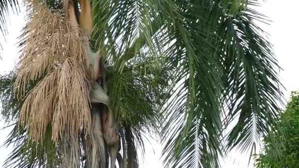 Palmeira Com Galhos Movendo Com Vento Enquanto Aves Alimentam Seu — Vídeo de Stock