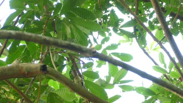 Pájaro Visto Desde Abajo Mostrando Parte Inferior Mientras Posaba Una — Vídeos de Stock