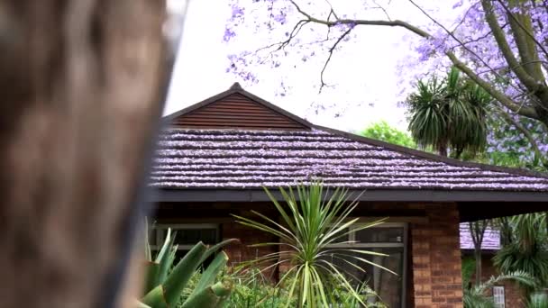 ジャカランダの木の紫色の花で屋上を作り 左から右にパンニングショット — ストック動画