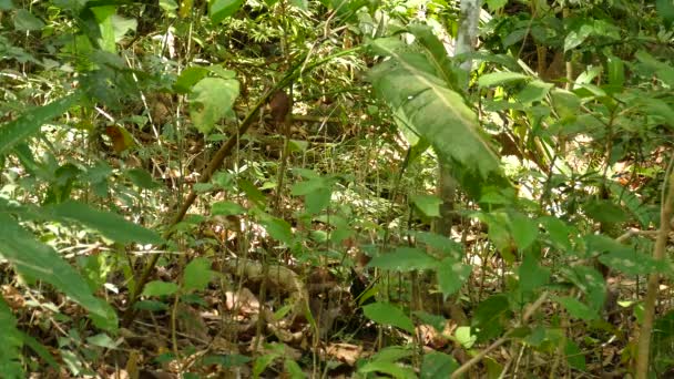 緑豊かな植物の生活によってカモフラージュされた森の床に沿ってCoatimunisの家族は歩く — ストック動画