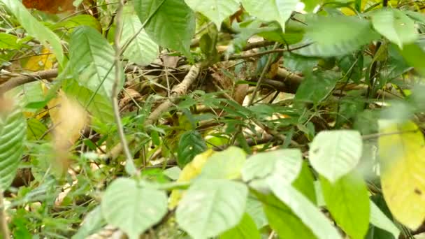 在美丽的阳光明媚的森林里 看到一只猎鸟和吃树叶上的虫子 — 图库视频影像