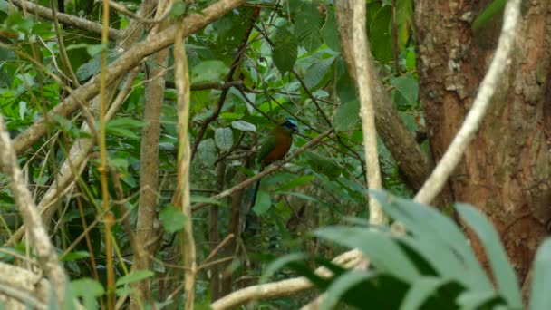 Pintado Pájaro Que Esconde Selva Natural Observación Aves — Vídeos de Stock