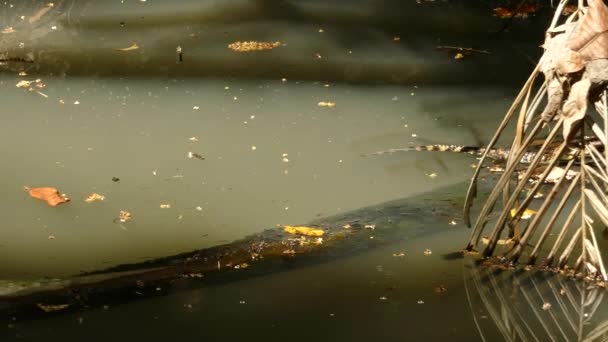 Aufnahme Eines Kleinen Krokodilalligators Der Bei Sonneneinstrahlung Auf Einem Holzstamm — Stockvideo