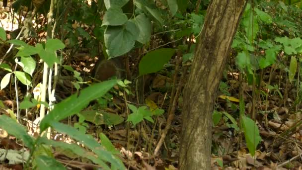 Bir Koatimundi Tropikal Yağmur Ormanlarının Yapraklarında Yiyecek Arıyor Kazıyor — Stok video