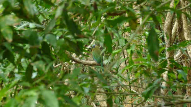 Uccello Colorato Verde Uccello Blu Seduto Ramo Albero Nella Natura — Video Stock