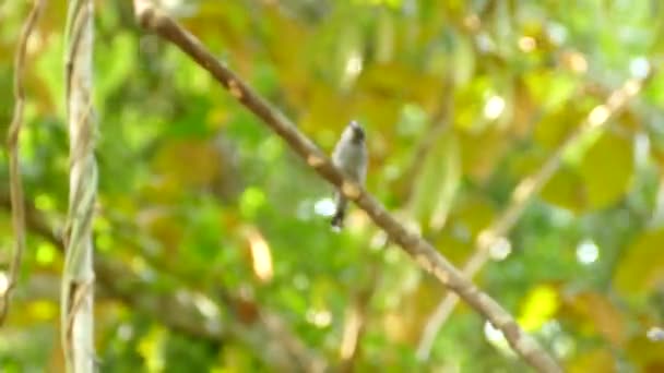 放大那只美丽的小鸟 坐在绿树枝头上飞走了 晴天的Bokeh效应 — 图库视频影像