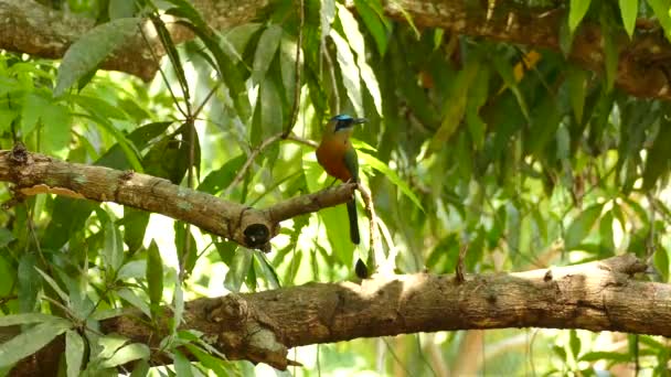 Pretty Yellow Green Bird Shiny Blue Head Sitting Perch Tree — Stock Video