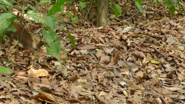 Coati Correndo Gamboa Rainforest Reserve Panamá Tiro Largo — Vídeo de Stock