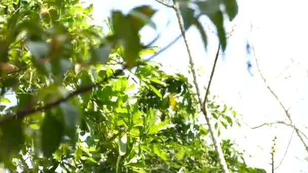 White Faced Capuchin Monkey Tree Gamboa Rainforest Reserve Panama Wide — Stock Video