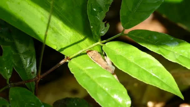 自然の中で晴れた日にジャングルの緑の植物に小さな若いヤモリ爬虫類登山 撃たれた — ストック動画