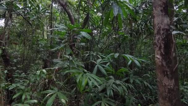 Výstřel Úhlu Pohledu Procházející Rezervou Deštných Pralesů Gamboa Panama Široký — Stock video