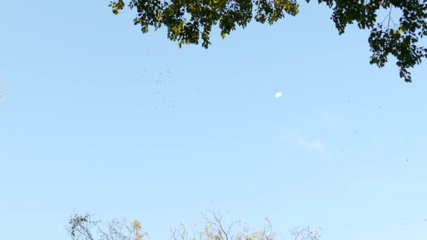 Διάφορα Αρπακτικά Πουλιά Πετούν Πάνω Από Τροπικό Δάσος Γκαμπόα — Αρχείο Βίντεο