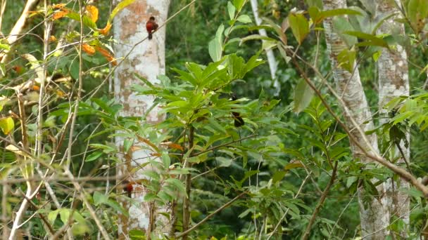 Foto Estática Pájaros Rojos Negros Encaramados Planta Verde Del Bosque — Vídeos de Stock