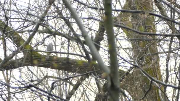 鋭い輝くホーク鳥座って木の枝に獲物を探しています — ストック動画