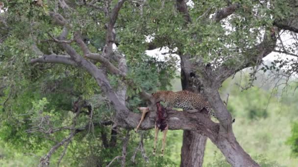Hunter Leopard Impalu Větvi Stromu Národním Parku Kruger — Stock video