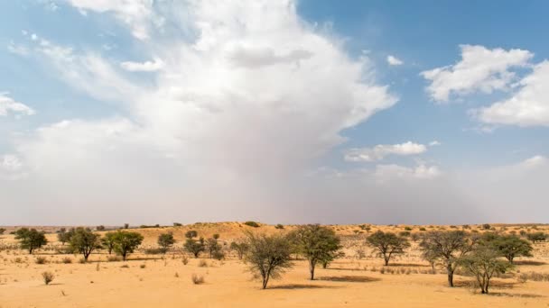 Chmury Burzowe Zbierają Się Pustynnym Timelapse Kgalagadi Transfrontier Park — Wideo stockowe