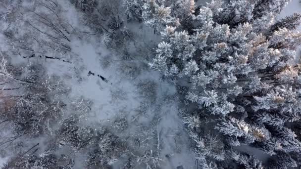 Polonya Daki Bialka Nehri Yakınlarındaki Karlı Ormanlık Alanda Havadan Aşağıya — Stok video