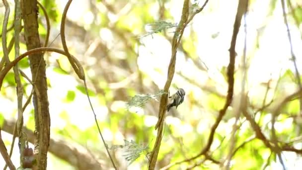 Petit Oiseau Sautillant Sur Une Branche Arbre Avec Paysage Jungle — Video