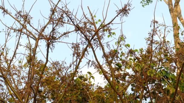 Red Breasted Woodpecker Bicando Uma Árvore Dia Ensolarado Vista Distante — Vídeo de Stock