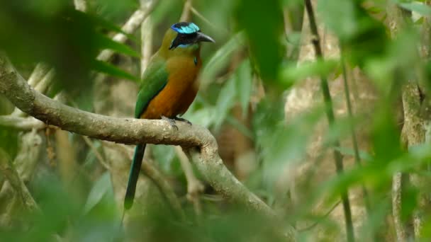 Azul Coroado Motmot Pássaro Desfrutando Belo Dia Galho Árvore — Vídeo de Stock