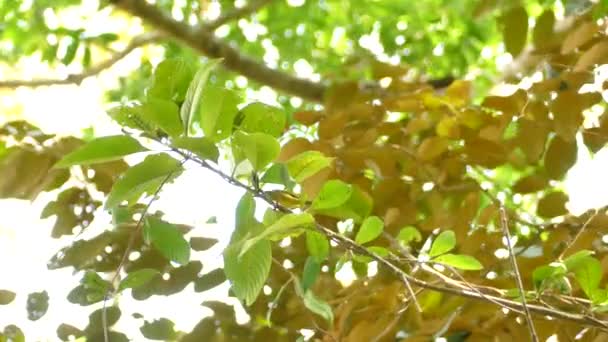 光の風の中で木の枝に飛び乗る灰色の頭のタンガー鳥 — ストック動画