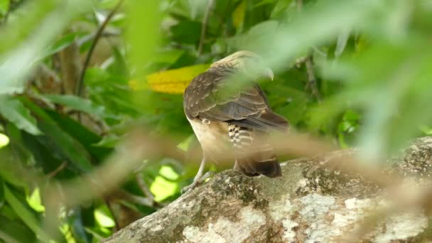Uccello Caracara Dalla Testa Gialla Sul Ramo Dell Albero Vista — Video Stock