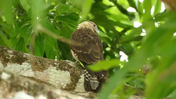 Burung Karacara Berkepala Kuning Duduk Cabang Pohon Belakang Pandangan Dekat — Stok Video