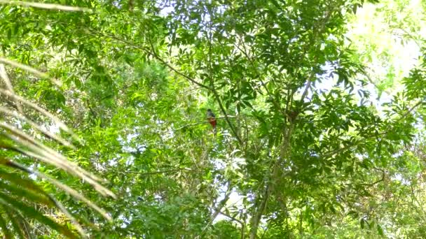 Maestoso Uccello Trogon Seduto Nell Albero Della Foresta Latifoglie Vista — Video Stock