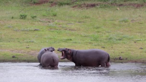 Behaviour Three Young Hippos African Pond Play Dominance — Stock Video